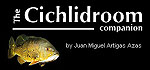 https://cichlidae.com/