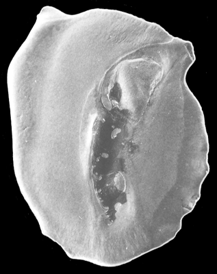 SCGUE_o2.gif