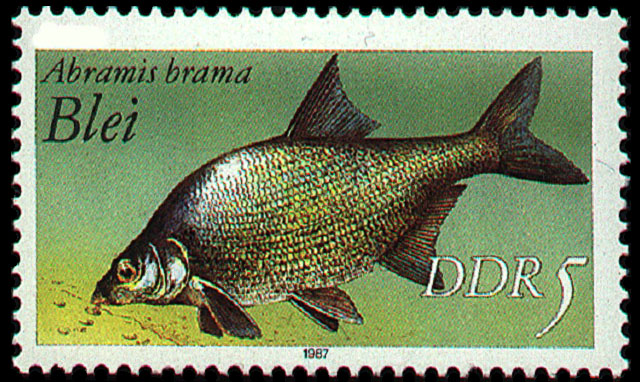 Abramis brama