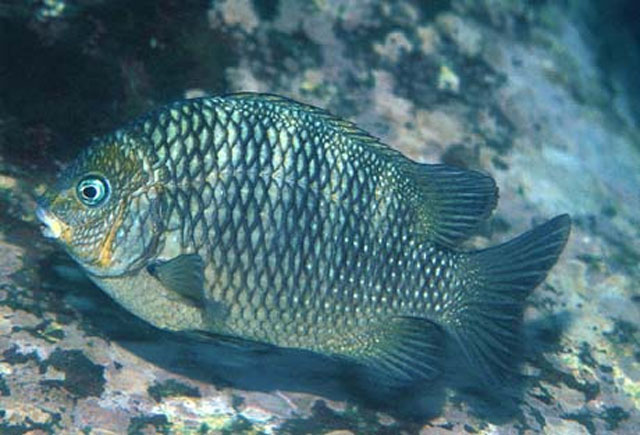 Abudefduf declivifrons