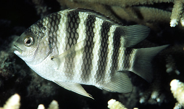 Abudefduf septemfasciatus