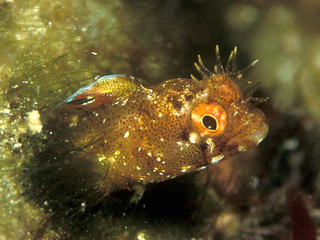 Acasp_u0.jpg