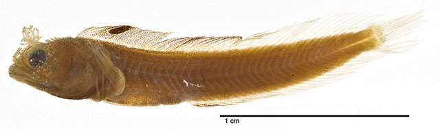 Acasp_u2.jpg
