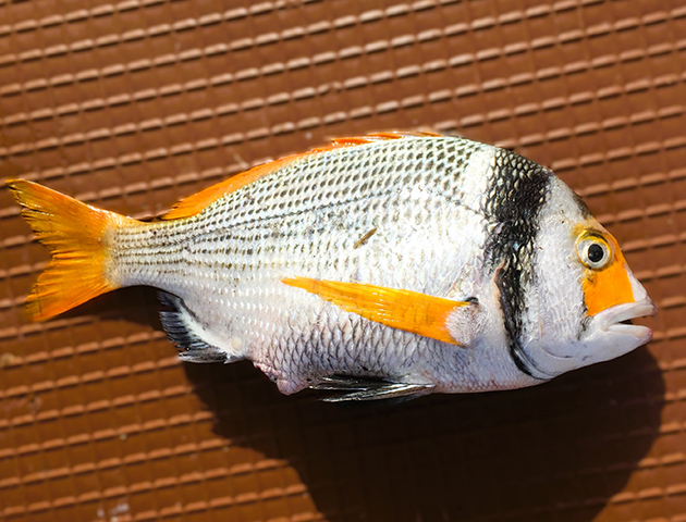 Acbif_u9.jpg