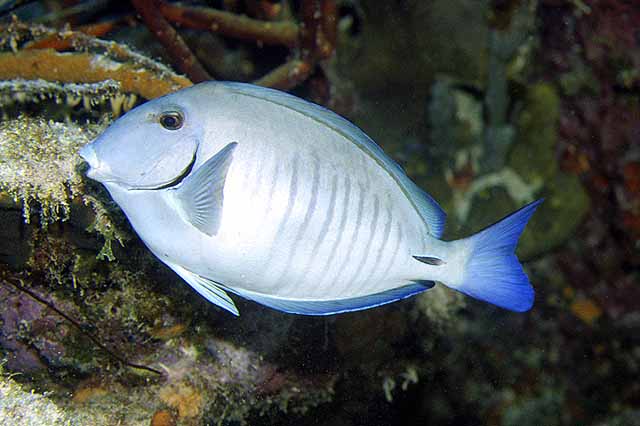 Acanthurus chirurgus