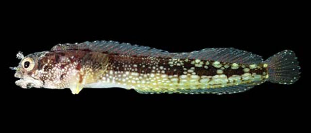 Acanthemblemaria exilispinus