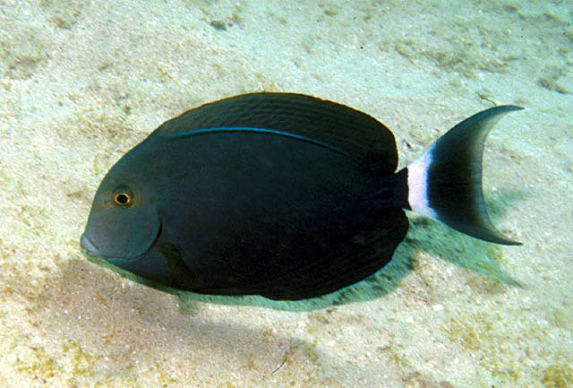 Acanthurus gahhm