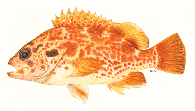 Acanthistius joanae