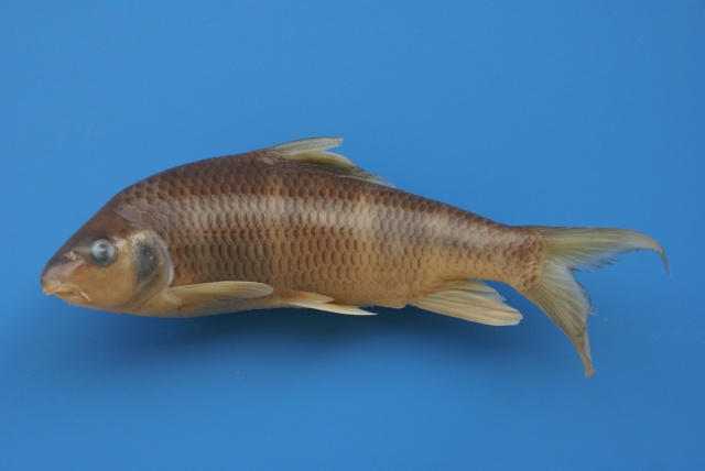 Acrossocheilus longipinnis