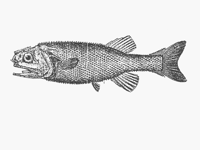 Acanthochaenus luetkenii