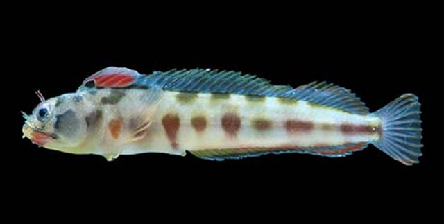 Acanthemblemaria macrospilus
