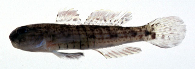 Acentrogobius multifasciatus