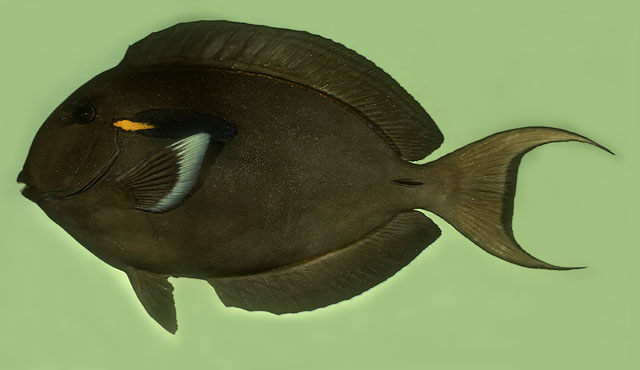 Acanthurus reversus