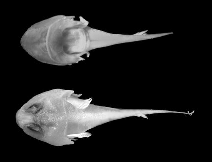 Acyrtus pauciradiatus