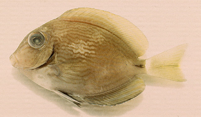 Acran_u0.jpg