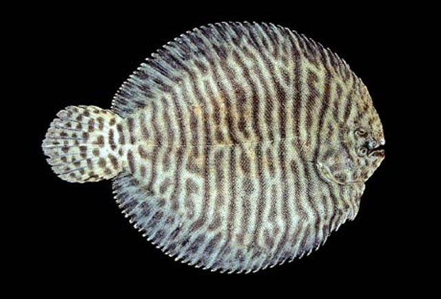 Achirus scutum