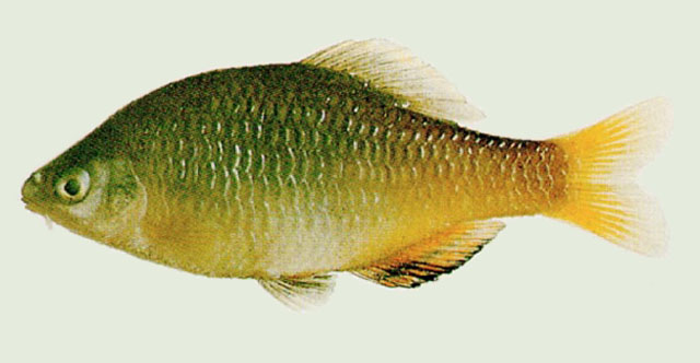 Tanakia somjinensis