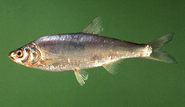 Mirogrex terraesanctae