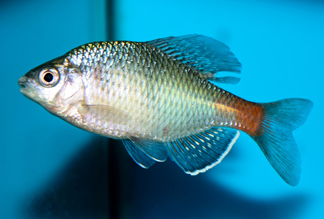 Acheilognathus tonkinensis
