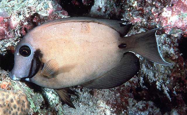 Acanthurus tristis