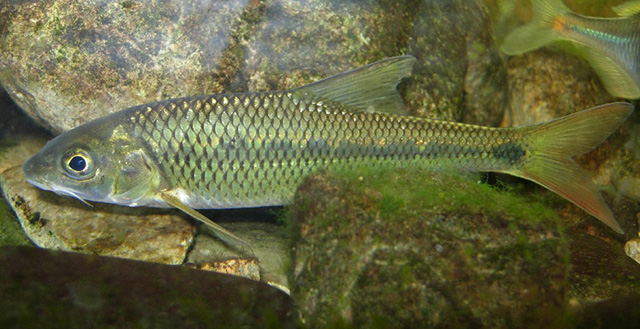 Acrossocheilus yunnanensis