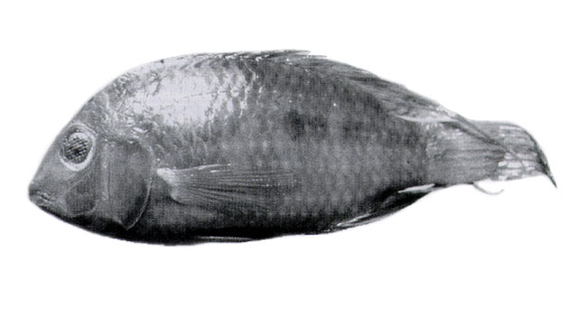 Aequidens chimantanus