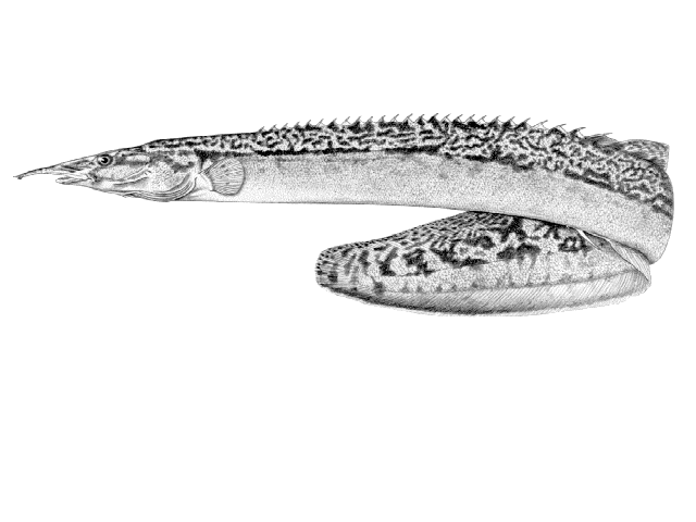 Mastacembelus congicus