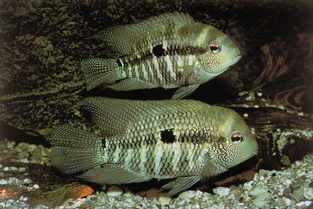 Aequidens michaeli