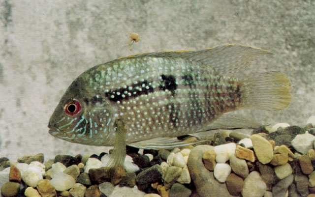 Aepul_m0.jpg