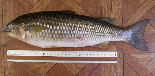 Dajaus monticola