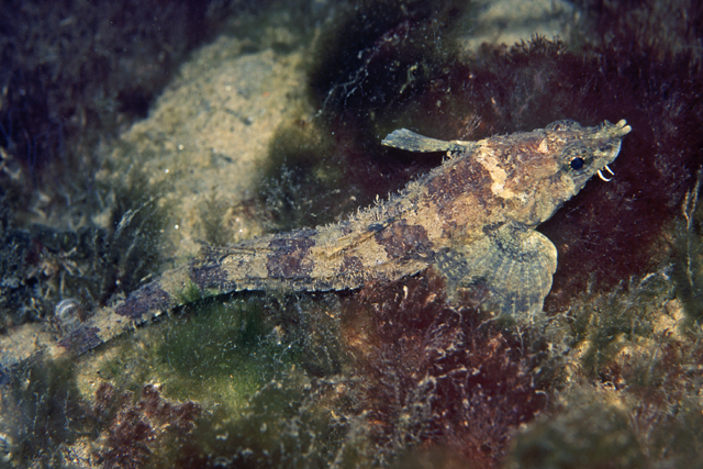 Agonopsis sterletus