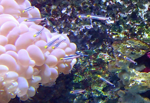Aioliops megastigma