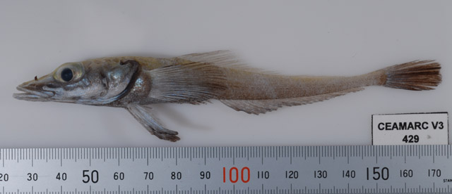 Akarotaxis nudiceps