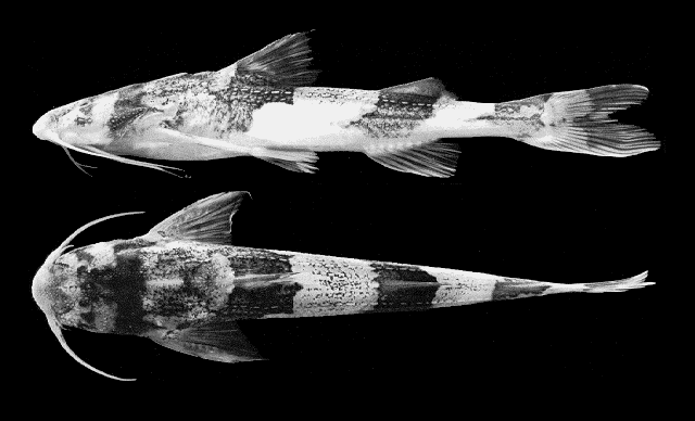 Pseudobagarius pseudobagarius