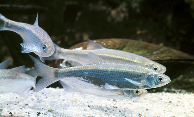 Alburnus alburnus