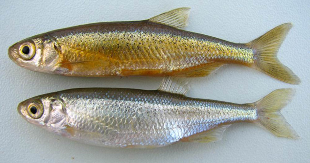 Alburnus baliki