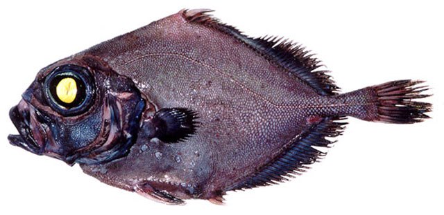 Allocyttus folletti