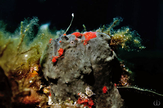 Allenichthys glauerti