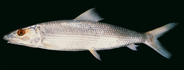 Albula oligolepis