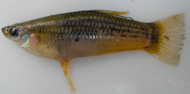Alfaro huberi