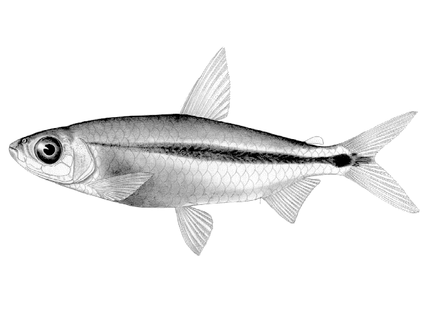 Brachyalestes lateralis
