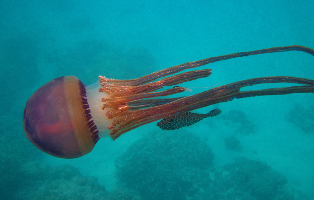 Aluterus monoceros