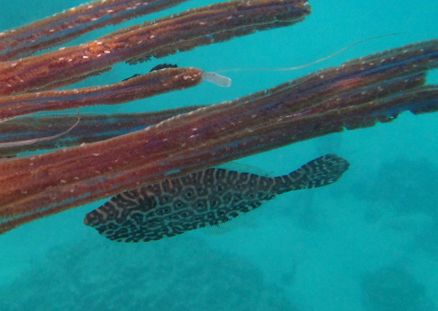 Aluterus monoceros