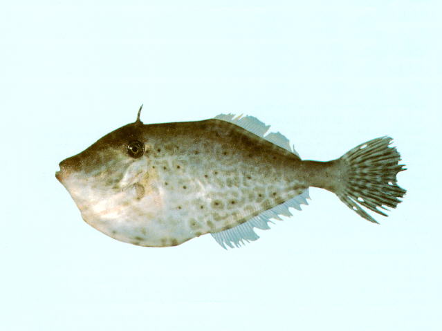 Aluterus monoceros