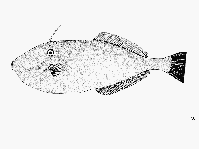 Aluterus monoceros