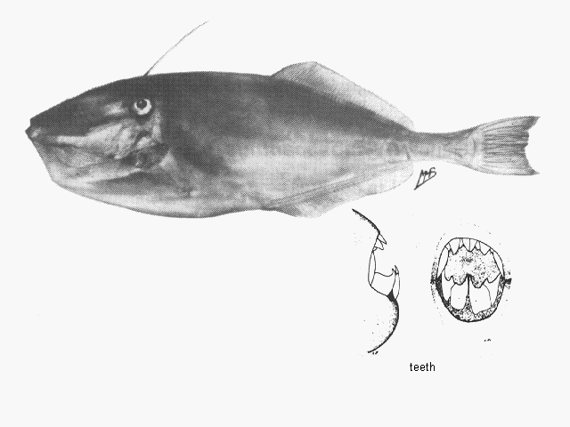 Aluterus monoceros