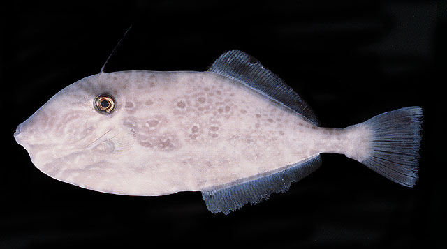 Aluterus monoceros