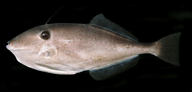 Aluterus monoceros