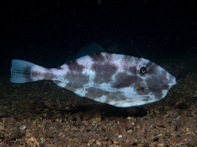 Aluterus monoceros