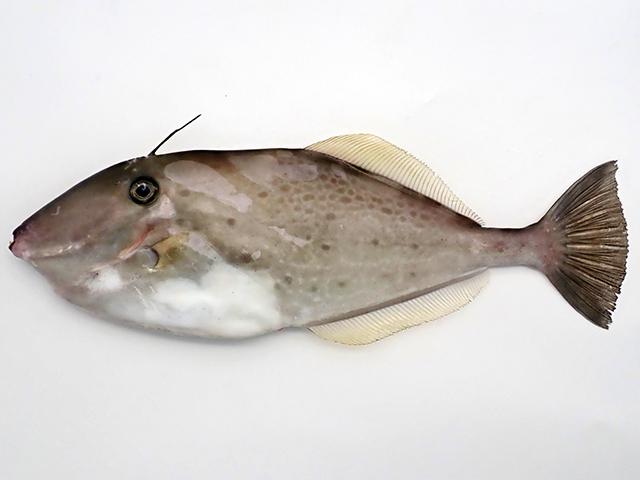 Aluterus monoceros
